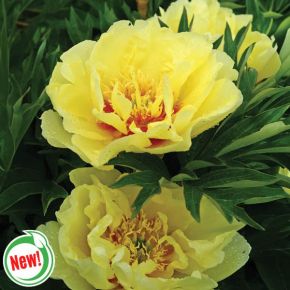 Bartzella Itoh Peony